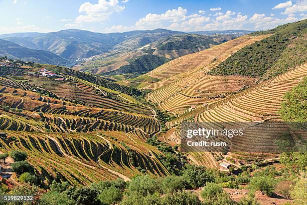 río duero viñedos, portugal - height fotografías e imágenes de stock