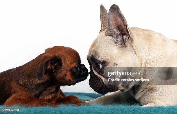 dogs face to face - bulldog frances imagens e fotografias de stock