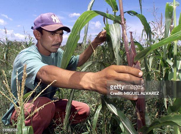 Farmer examines corn "dwarfed" by a severe drought that has affected a broad area of Central America, 29 July 2001, Villanueva, Nicaragua....