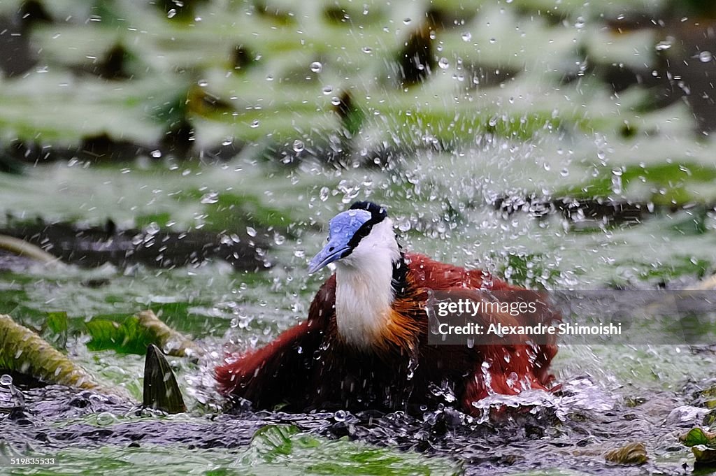 African Jacana (Actophilornis africanus)