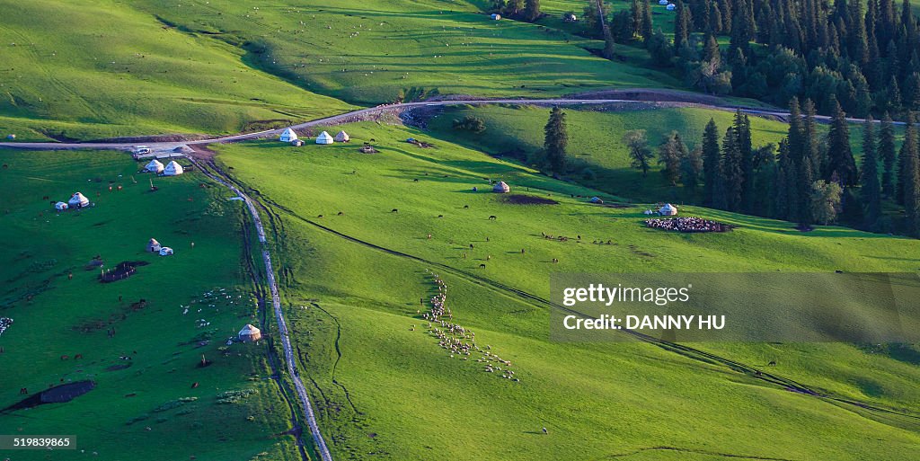 The grassland in summer