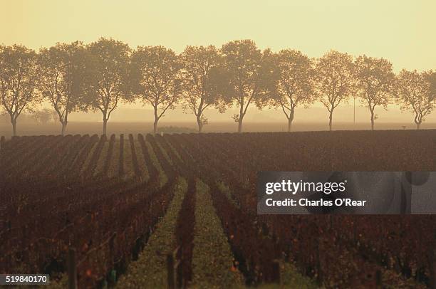 dormant grape plants in vineyard - beaune france stock pictures, royalty-free photos & images