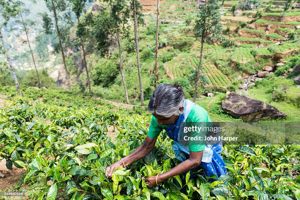 Tea picker, Nuwara Eliya, Sri Lanka