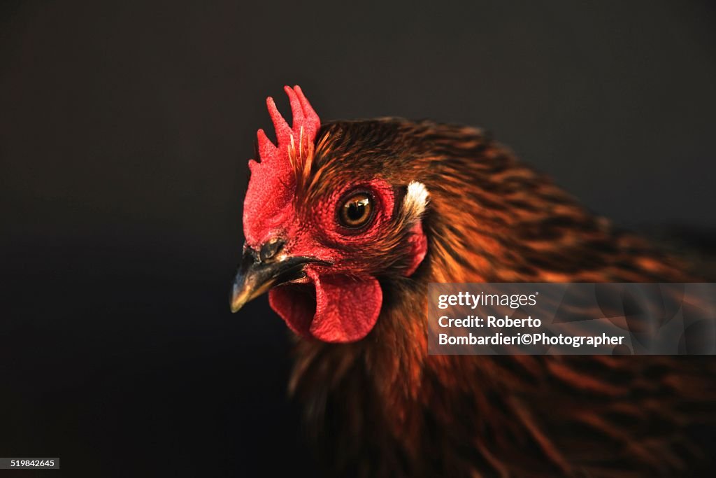 Cochin hen