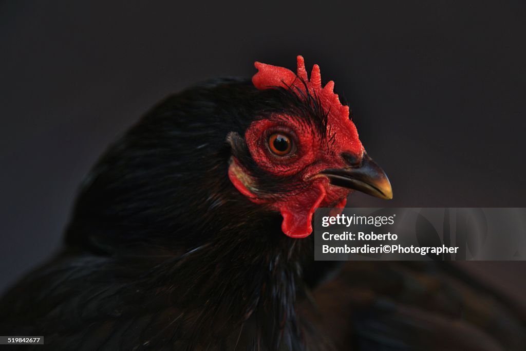 Cochin black hen