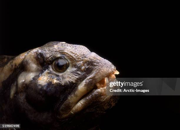 atlantic wolffish - ugly animal stock pictures, royalty-free photos & images