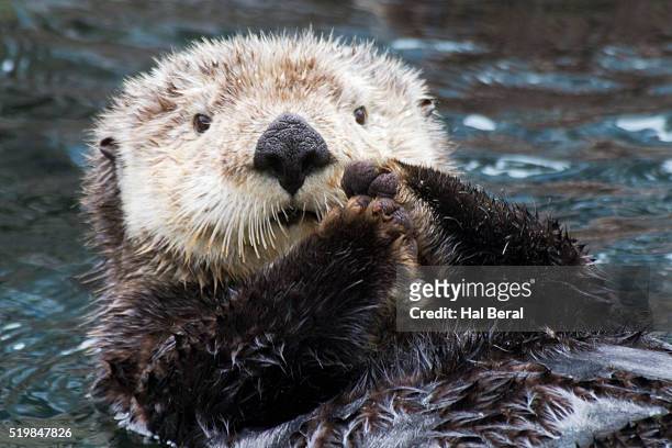 sea otter - sea otter 個照片及圖片檔