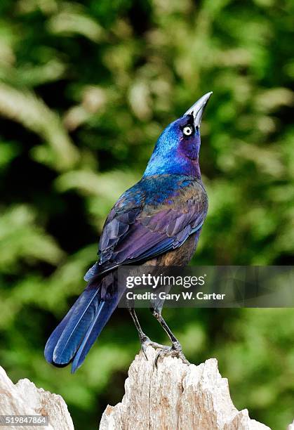 common grackle - common grackle stock pictures, royalty-free photos & images