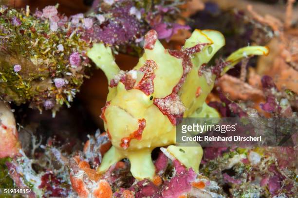 spotted frogfish, solomon islands - yellow frogfish stock pictures, royalty-free photos & images