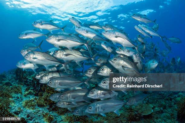 shoal of bigeye trevally, solomon islands - trevally jack stock pictures, royalty-free photos & images