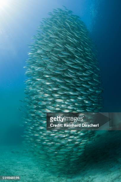 schooling oxeye scad, solomon islands - jack fish stock pictures, royalty-free photos & images