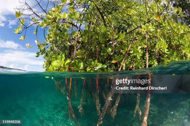 stilt roots of mangrove tree, solomon islands - stilt-root stock pictures, royalty-free photos & images