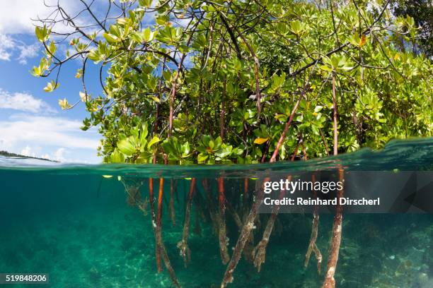 stilt roots of mangrove tree, solomon islands - mangrove tree stock pictures, royalty-free photos & images