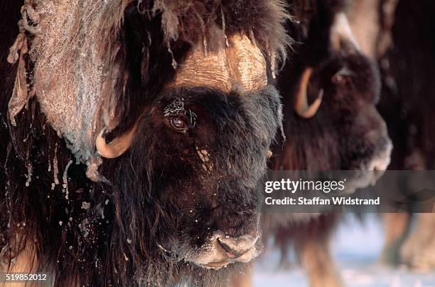 muskox - nunavut canadian arctic stock pictures, royalty-free photos & images