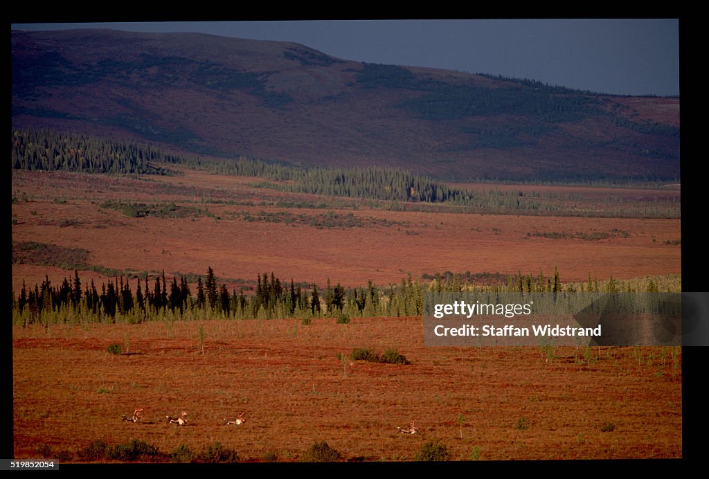 Alaskan Tundra with Distant Caribou