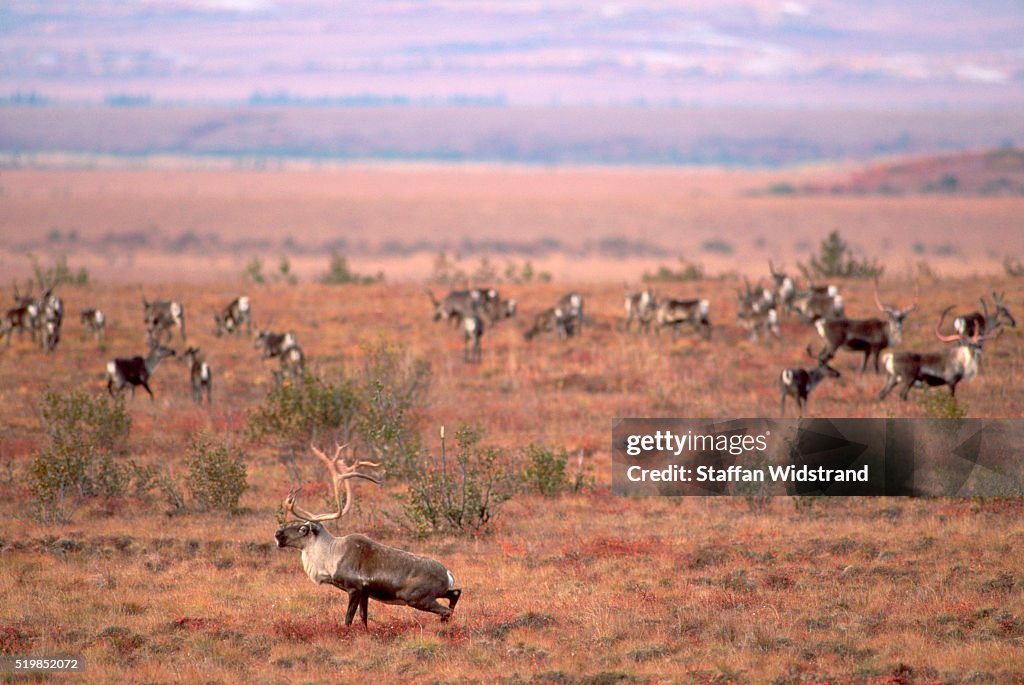 Bull Caribou Shot by Hunters