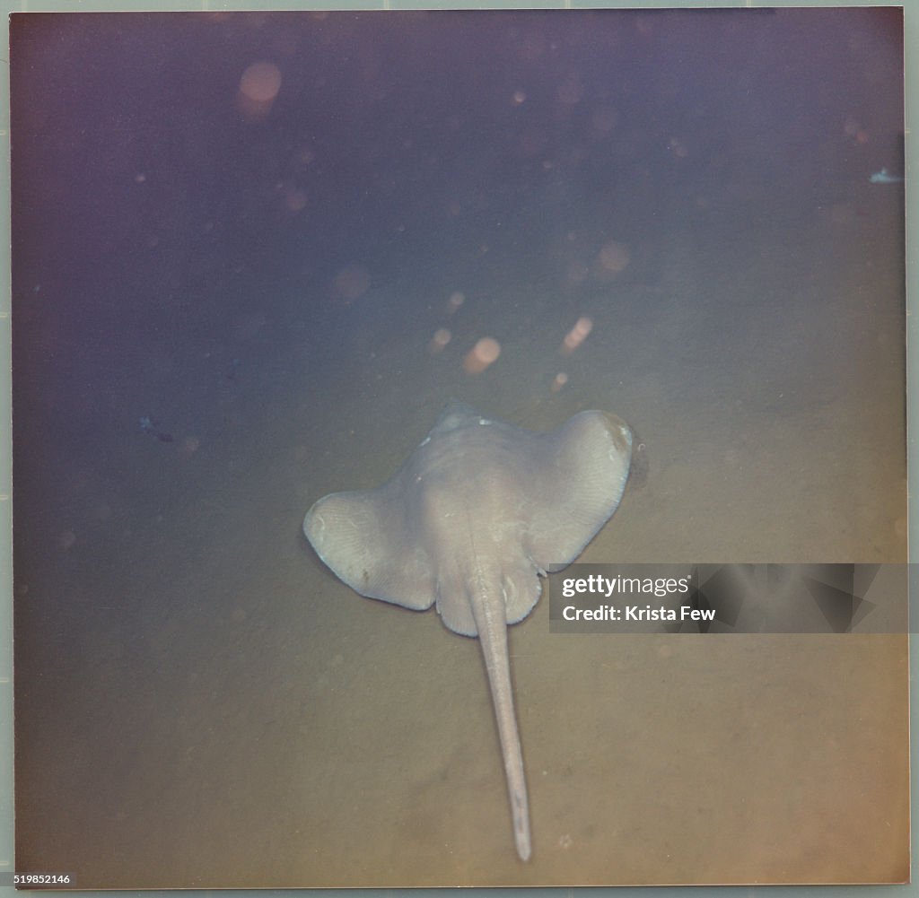 Stingray on Sea Floor