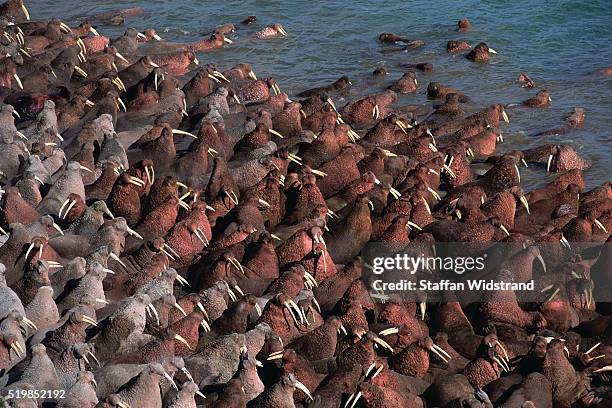 pacific walruses on the beach - pacific walrus stock pictures, royalty-free photos & images