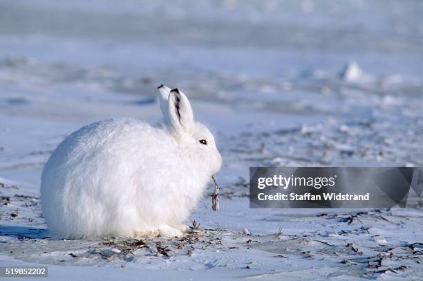 arctic hare on the tundra - arctic hare stock-fotos und bilder
