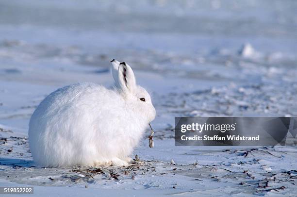 arctic hare on the tundra - arctic hare stock pictures, royalty-free photos & images