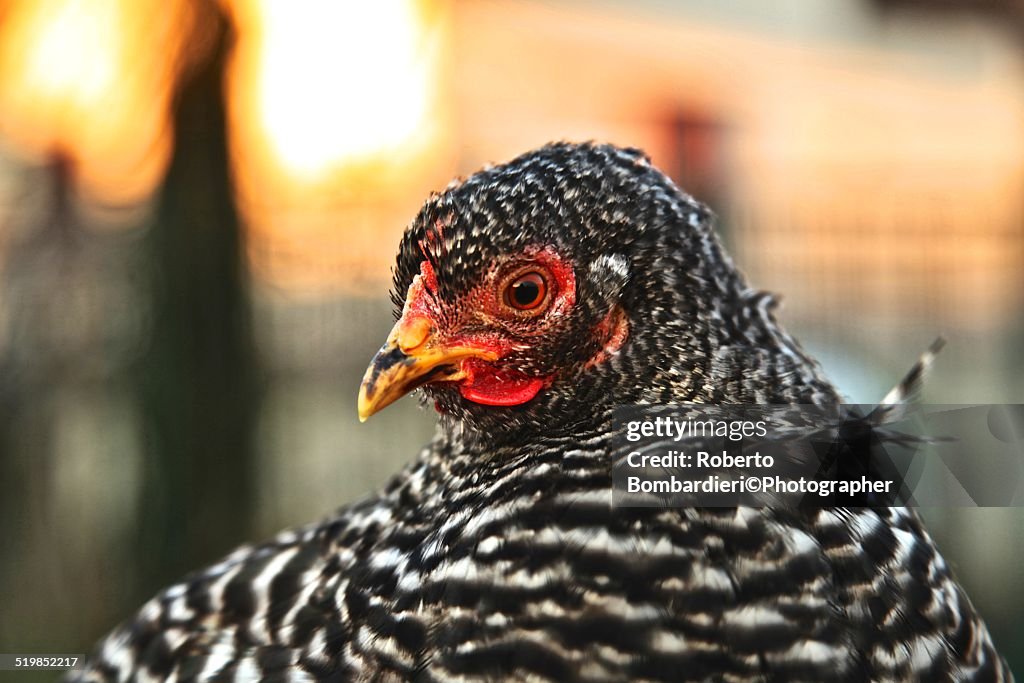 Black & white Cochin hen