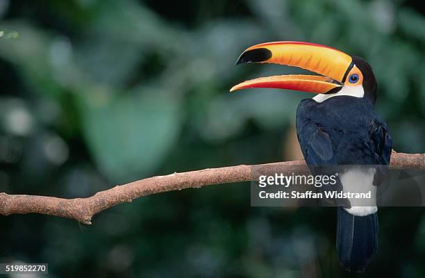 toco toucan with open mouth - richiamo foto e immagini stock
