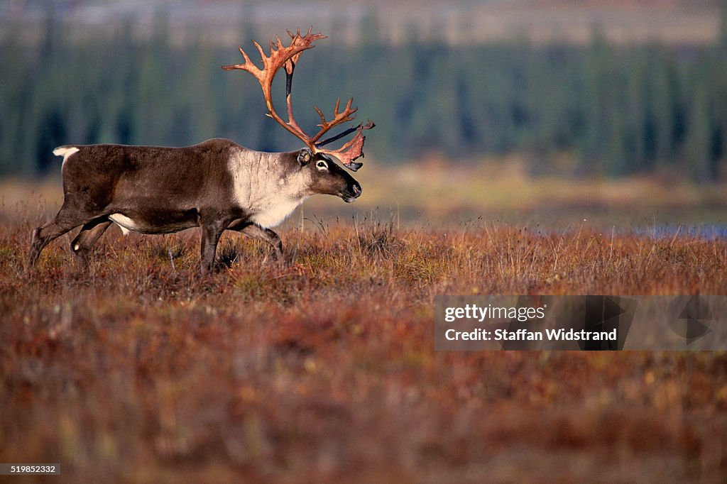 Caribou Bull Migrating