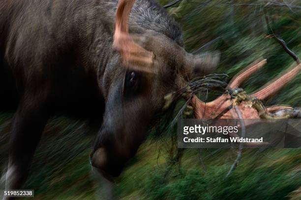 european moose bull charging - moose swedish stock pictures, royalty-free photos & images