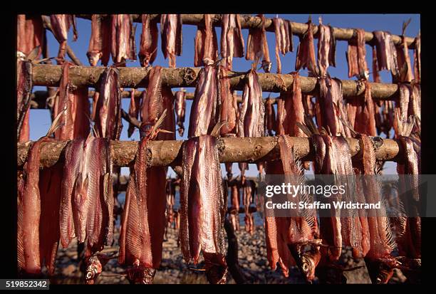 Whitefish Hanging To Dry High-Res Stock Photo