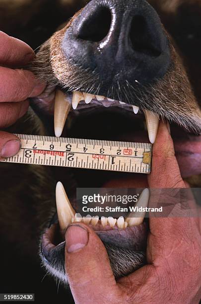 person measuring bear's teeth - centimeter fotografías e imágenes de stock