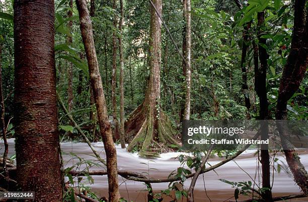guyana rainforest in flood - guyana stock pictures, royalty-free photos & images