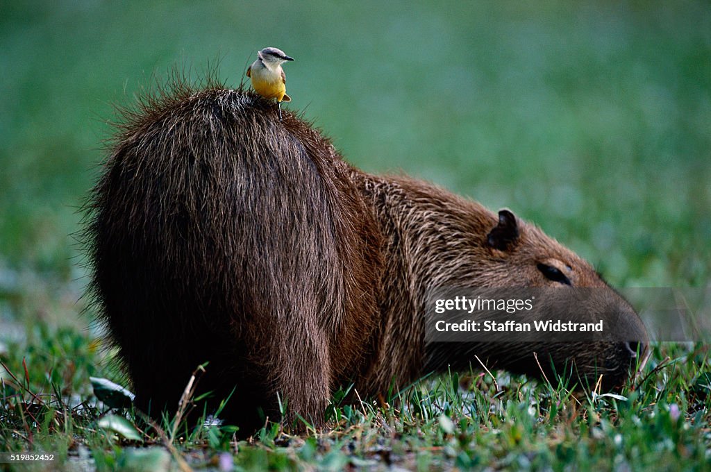 Cattle Tyrant Perching on a Capybara
