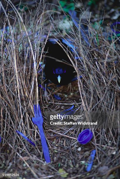 satin bower bird peeking from arbor - bowerbird bildbanksfoton och bilder