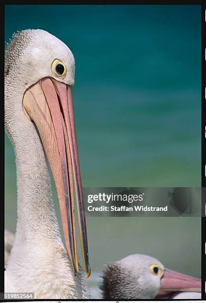 australian pelican bowing head - moreton island stock pictures, royalty-free photos & images
