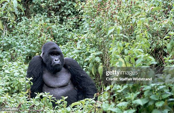 male silverback gorilla - gorila fotografías e imágenes de stock