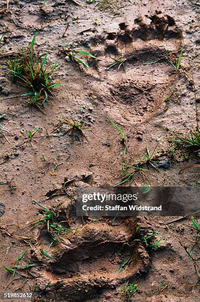 european brown bear footprints - bear tracks bildbanksfoton och bilder