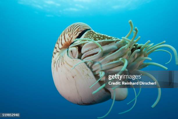 chambered nautilus (nautilus belauensis), micronesia, palau - perlboot stock-fotos und bilder