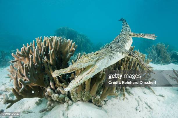 saltwater crocodile swimming near a coral reef (crocodylus porosus), micronesia, palau - crocodile marin d'australie photos et images de collection