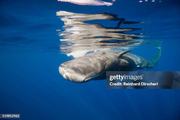 sperm whale swimming just under the surface (physeter catodon), caribbean, dominica - dominica stock pictures, royalty-free photos & images