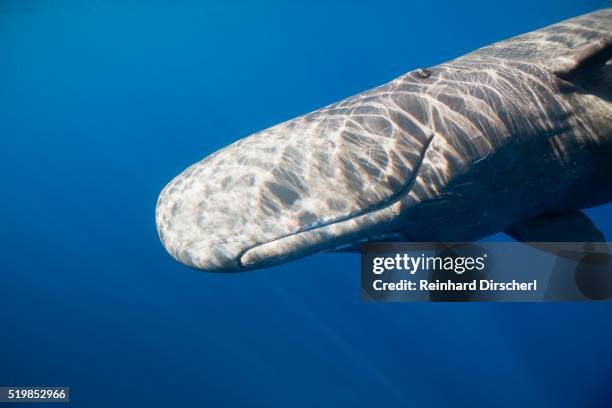 sperm whale head (physeter catodon), caribbean, dominica - sperm whale stock pictures, royalty-free photos & images