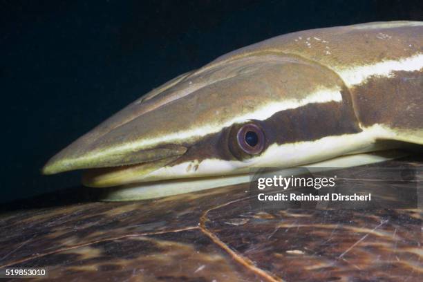 sharksucker on turtle (echeneis naucrates), marsa alam, red sea, egypt - echeneis remora stock pictures, royalty-free photos & images