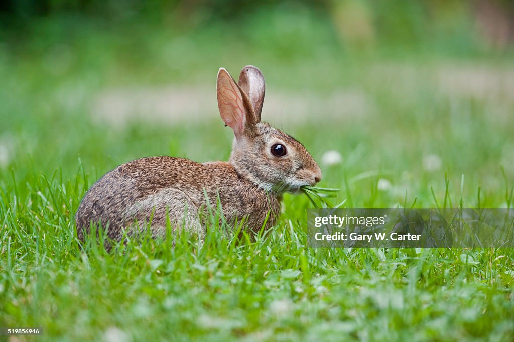 Eastern cottontail rabbit