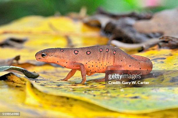 eastern red eft newt - salamandra fotografías e imágenes de stock