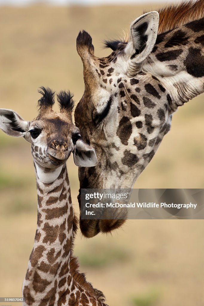 Masai Giraffe, Giraffa camelopardalis tippelskirchi, Lower Masai Mara, Kenya, mother and baby nuzzling