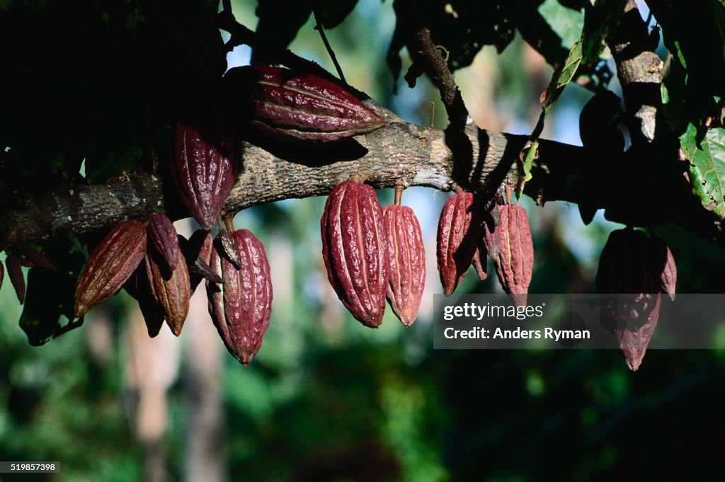 Cacao Fruits