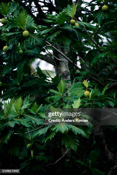 fruits on breadfruit tree - breadfruit stock pictures, royalty-free photos & images