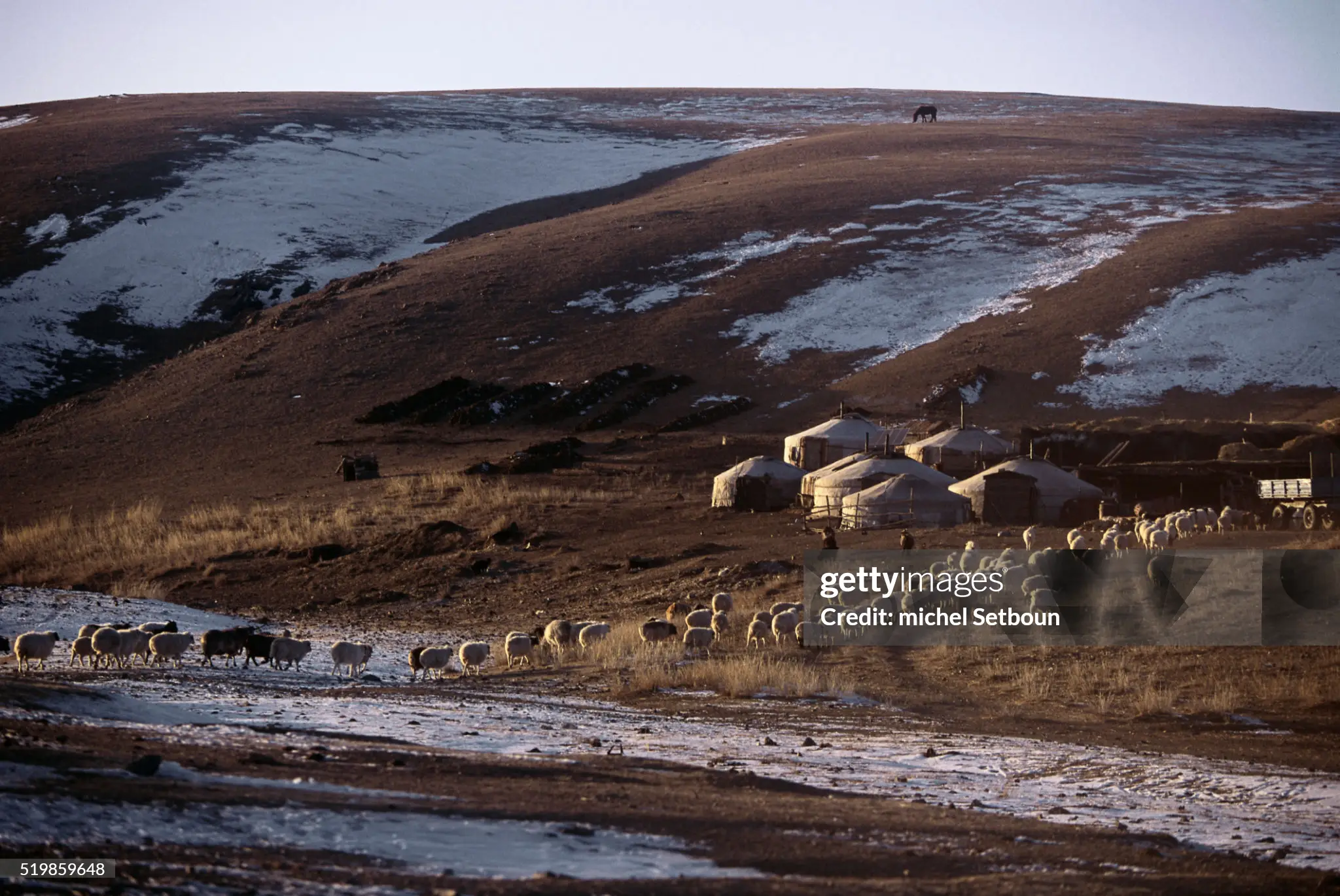 sheep-herd-near-yurts-in-mongolian-count