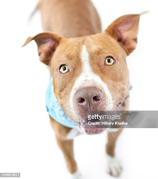 alert pit bull looking up - american pit bull terrier stock-fotos und bilder