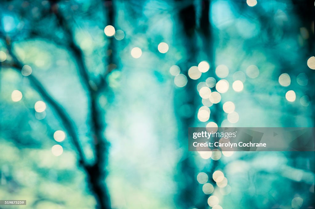 Lights Glowing in Trees with Teal Background