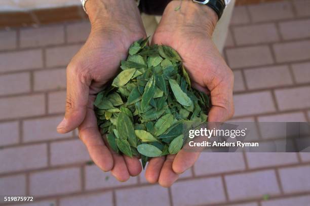 bolivian man holding coca leaves - coca stock-fotos und bilder